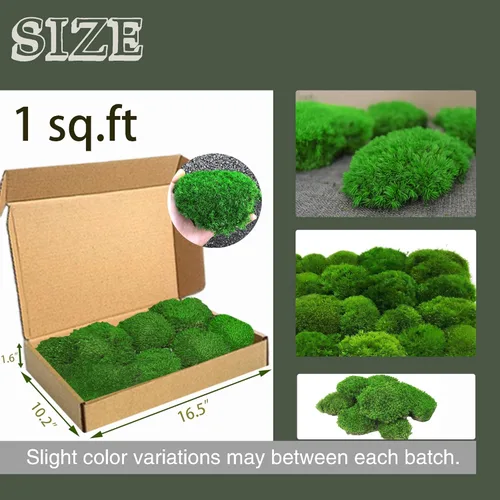 Miniatura 6 de TCYPUHL Cojín de musgo preservado verde oscuro de 1 pies cuadrados para plantas, manualidades de interior, arte de pared, bricolaje, terrarios