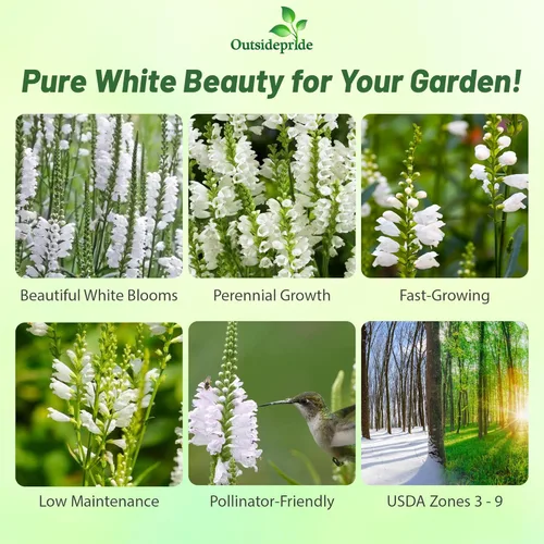 Miniatura 2 de Outsidepride Semillas de plantas obedientes – 1000 unidades. Semillas perennes, de bajo mantenimiento y fáciles de cultivar, semillas de flores