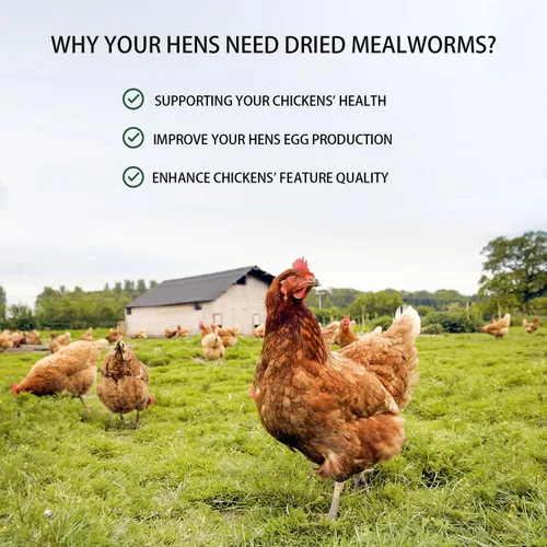 Miniatura 5 de Gusanos de harina secos de 5 libras de gusanos de harina naturales puros sin OMG para pollos con alto contenido de proteínas, gusanos de comida