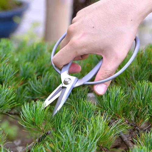 Miniatura 3 de KAKURI Tijeras de bonsái fabricadas en Japón de 7 pulgadas, hoja japonesa de acero inoxidable, tijeras Okubo para uso en bonsái y jardín