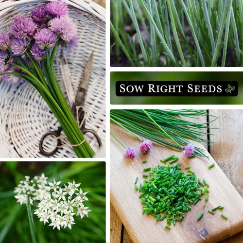 Miniatura 4 de Sow Right Seeds - Colección de semillas de cebollino para plantar - Variedades comunes y de ajo sin OMG - Ideal para plantar al aire libre