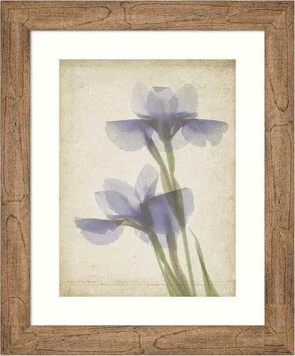 Amanti Art Framed Wall Art Print 24x20 Parchment Flowers VIII by Judy Stalus, Nature Wall Art, Vintage Decor, Small Poster Painting Artwork for
