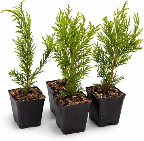 30 árboles arborvitae gigantes de Thuja Green - Plantas vivas de 6 a 12 pulgadas de alto - Setos/arbustos de hoja perenne de rápido crecimiento -