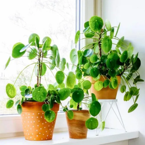 Miniatura 3 de 3 plantas de Árbol del Dinero vivas, Plantas vivas de Pilea Peperomioides, de 12 a 18 cm de altura, Plantas vivas de Pilea Peperomioides