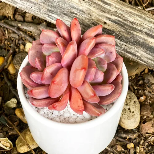 Miniatura 11 de Dudleya Gnoma S.W.McCabe Plantas suculentas raras vivas, 5-7 cabezas de 3.5" Raíz desnuda sin maceta y tierra, decoración para jardín