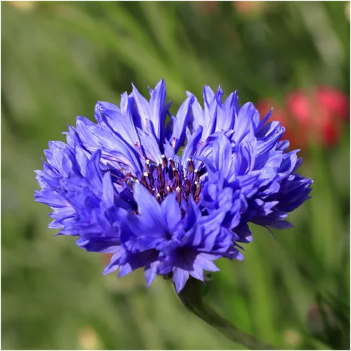 Miniatura 2 de Seed Needs, Semillas de aciano azul enano, 1500 semillas para plantar Centaurea cyanus, flores silvestres polinizadas abiertas para cultivar un