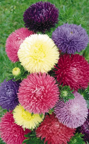 Miniatura 2 de Semillas Aster Peony King Size Giant