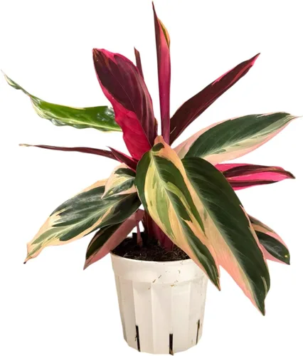 Plantas vivas Stromanthe Triostar, planta de oración tricolor, 12-16 pulgadas de alto, planta de interior, hermosa planta viva de interior, fácil de