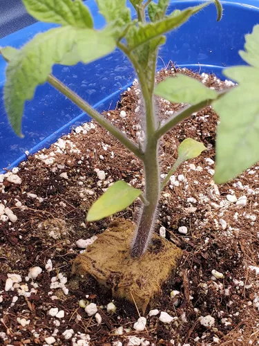 Miniatura 6 de Enmienda de suelo hortícola de perlita orgánica 50QT para plantas y drenaje mejorado Large Perlita