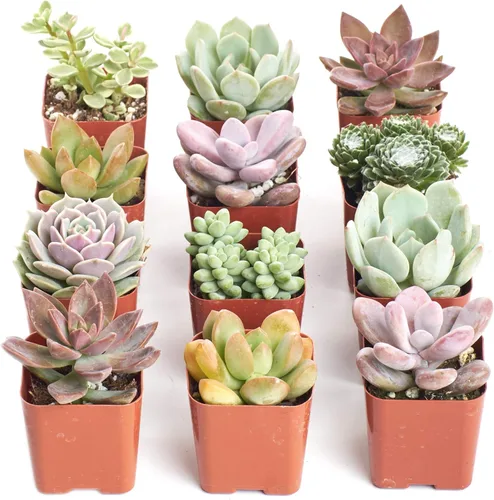 Shop Succulents Colección de mini plantas suculentas, plantas suculentas vivas de 2 pulgadas, bajo mantenimiento, hermosos colores y texturas,