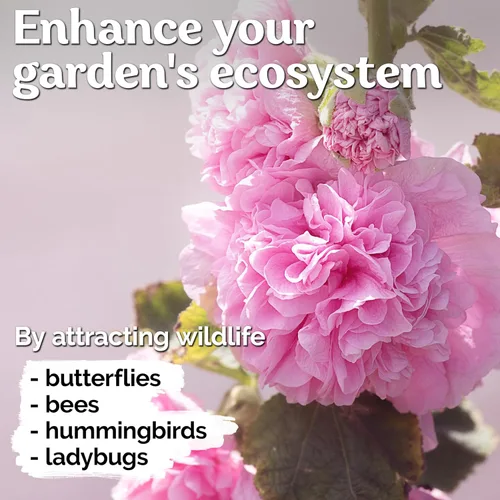 Miniatura 7 de KVITER 300 semillas de malva silvestre (Alcea rosea) para plantar, paquete de 2 - semillas autóctonas Flores altas Imán para polinizadores