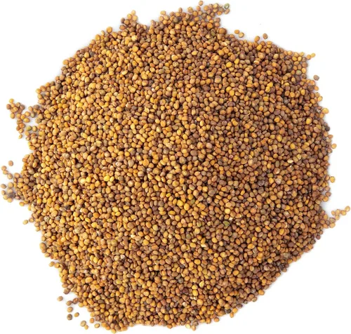 Miniatura 3 de Arugula Microgreen Seeds - Bolsa resellable de 1 libra a granel Verdes picantes y sabrosos Semillas tradicionales sin OMG Ensalada de cohete