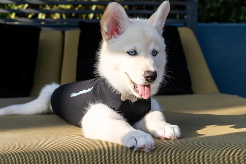 Miniatura 2 de Shed Defender Traje de recuperación para perros después de la cirugía – Mameluco de recuperación para perros alternativa al cono, traje
