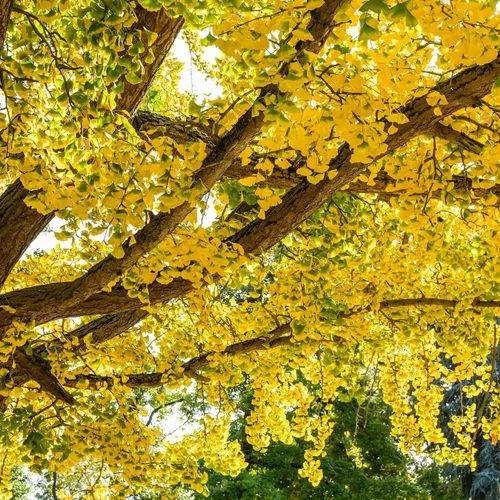 Miniatura 3 de Perfect Plants Árbol de Ginkgo de 5 galones Árbol vivo para paisajismo Árbol de sombra y colores otoñales