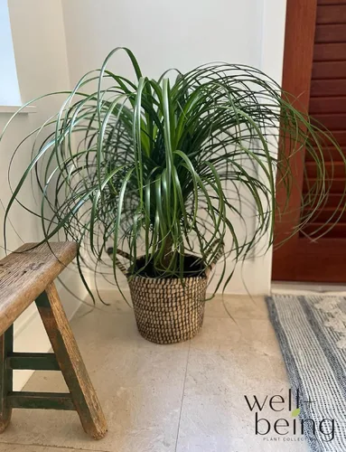 Miniatura 2 de Nature's Way Farms Palmera de cola de caballo (Beaucarnea Recurvata), palmera grande para cola de caballo, planta de interior viva, en maceta