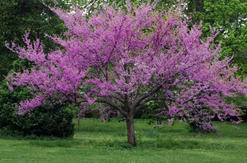 Miniatura 2 de Red Bud Tree Seeds to Grow - Más de 30 semillas - Árbol con flores exóticas para patio o bonsái - Cercis chinensis - Árbol Redbud