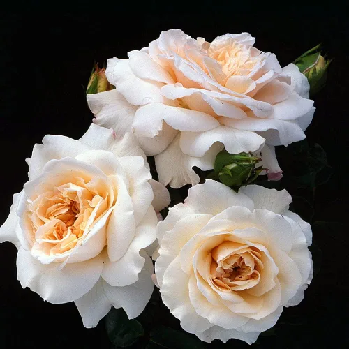 Miniatura 4 de Own-Root - Rosa leyenda inglesa de un galón Penny Lane™ de Heirloom Roses