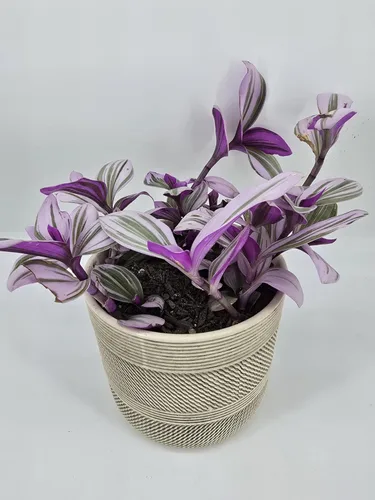 Miniatura 2 de Judío errante Juego de 2 Pink Tradescantia Nanouk Plantas vivas enraizadas en macetas de 4 pulgadas