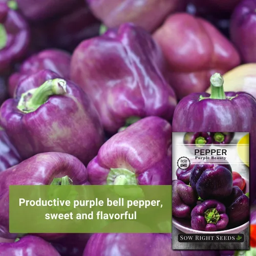 Miniatura 3 de Sow Right Seeds - Semillas de pimiento Purple Beauty para plantar - Paquete de reliquia sin OMG con instrucciones para plantar y cultivar un huerto