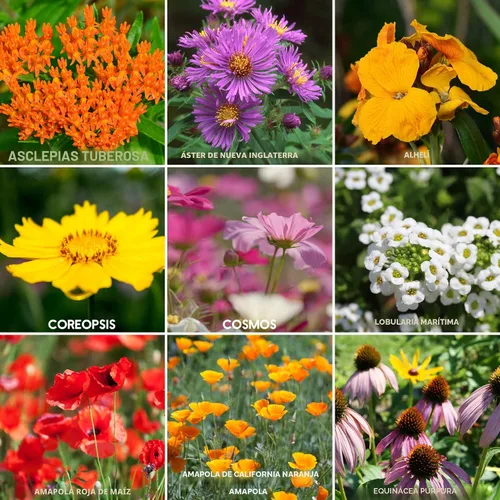 Miniatura 3 de Colección Wildflower Seeds - Más de 500,000 semillas a granel - 6 mezclas diferentes incluyendo colibrí y mariposa, Save The Monarchs, Save The