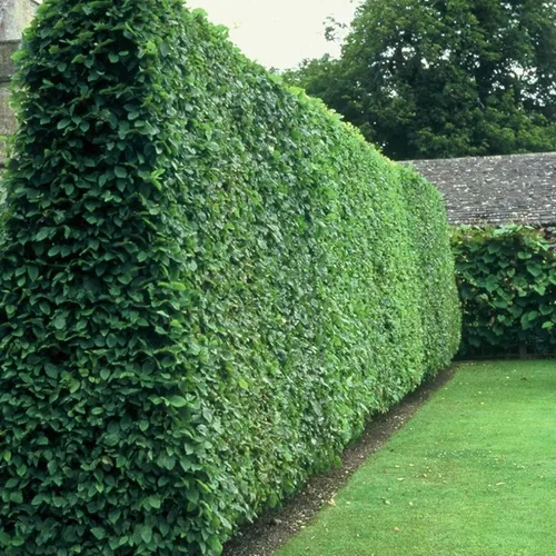 Miniatura 3 de Privet de hoja rizada Plantas de 2 galones grandes Ligustrum Japonicum Recurvifolium Seto de arbustos de privacidad con floración de hoja