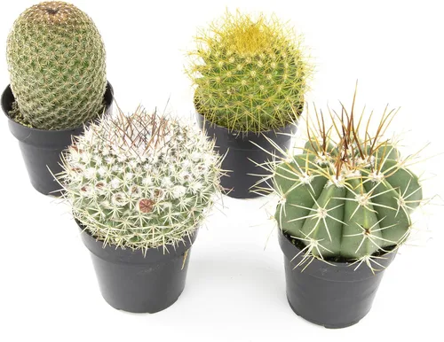 Altman Plants, plantas de cactus surtidas vivas para decoración de cactus (4UND), plantas de cactus vivas, suculentas vivas en mezcla de maceta para