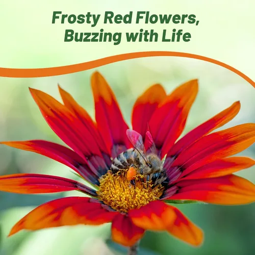 Miniatura 5 de Outsidepride Gazania Kiss - Plantas de jardín tolerantes al calor y a la sequía, color rojo escarchado, 25 semillas