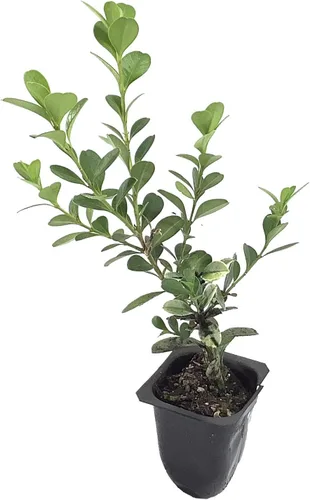 Miniatura 2 de Boj japonés – 3 plantas vivas – Tamaño de maceta de 2 pulgadas – Buxus Microphylla – Arbusto de hoja perenne formal resistente al frío de rápido