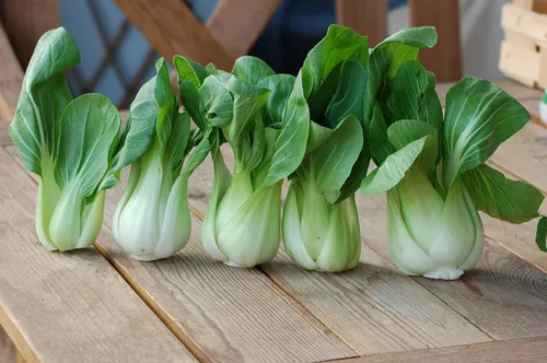 Miniatura 2 de Semillas Vegetal Col Chino Bok Choy (Pak Choi) Verde - 300 Semillas