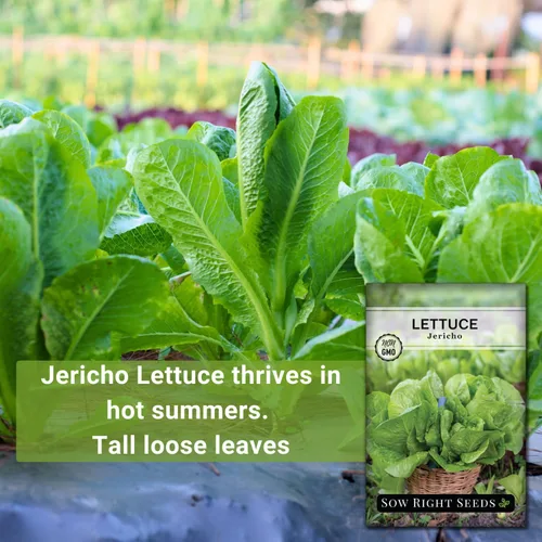 Miniatura 3 de Sow Right Seeds - Semillas de lechuga Jericho para plantar - Paquete de reliquia sin OMG con instrucciones para plantar un huerto doméstico - Al