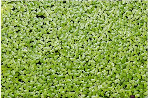 Miniatura 17 de Azolla caroliniana 10 + Plantas Vivas Flotantes Planta de Estanque Mosquito Helecho Agua Terciopelo Hada Musgo Acuario Estanques al aire libre