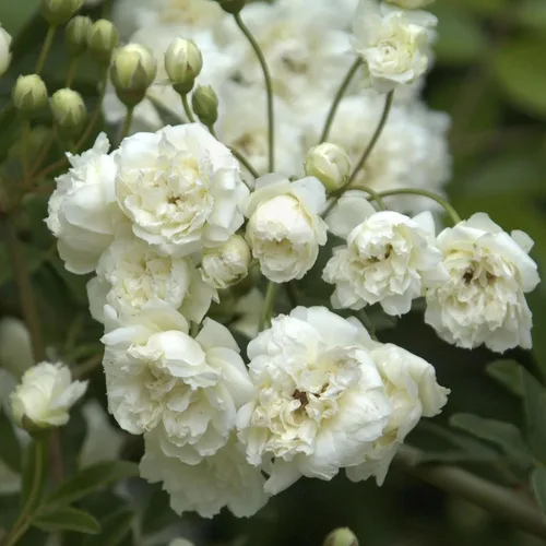 Miniatura 3 de White Lady Banks Rose - Planta de rosas trepadoras vivas, flores blancas sin espinas, vid perenne resistente para vallas, cenadores y enrejados
