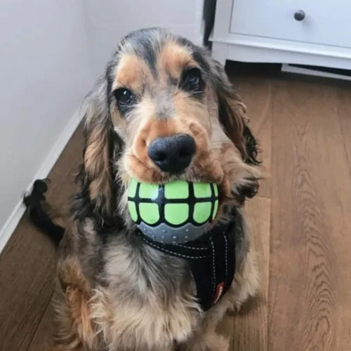 Miniatura 5 de Pelotas para perros, juguetes Squeaky Fetch, regalos divertidos de goma para perros grandes y medianos (paquete variado)
