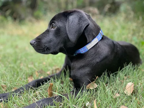 Miniatura 51 de Lucky Love Dog - Collar de perro ajustable con hebilla de fácil clic para los grandes, duradero y cómodo para perros machos y hembras, collar