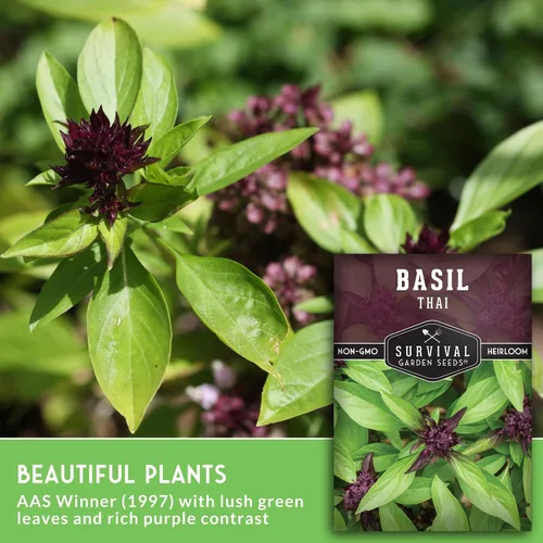 Miniatura 3 de Semillas de albahaca tailandesa para plantar – Albahaca dulce tailandesa con sabor a anís para cocina asiática – Semillas de hierbas tradicionales