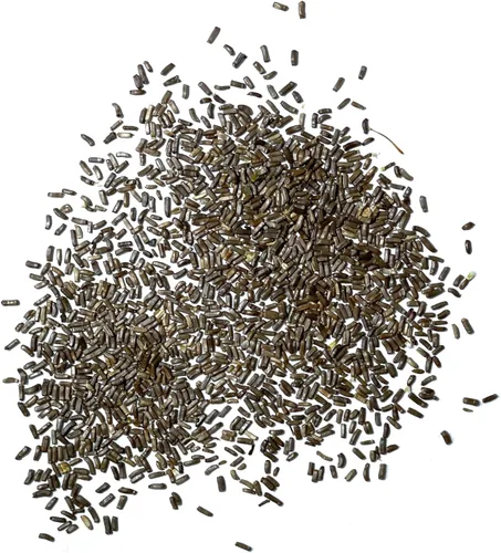 Miniatura 7 de Seed Needs Semillas de fresa para plantar, semillas anuales de flores tradicionales y polinizadas abiertas. Cultiva una colorida mezcla de flores