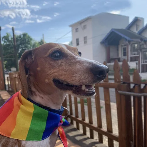 Miniatura 6 de Tinsow Pañuelos multiusos Baberos Rainbow Dog Kerchief LGBT+ Día del Orgullo Collar de perro gato Mascotas Collar