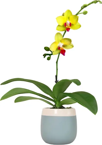 Miniatura 11 de Planta de aire con poca luz (4 unidades) Tillandsia Plantas de aire vivas Plantas de interior vivas Plantas de interior vivas Plantas suculentas