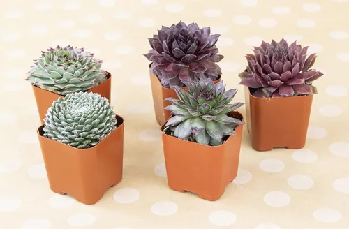 Miniatura 10 de Plantas suculentas 20 suculentas Sempervivum Enraizadas en macetas con tierra Plantas de interior reales Regalos o decoración de habitación