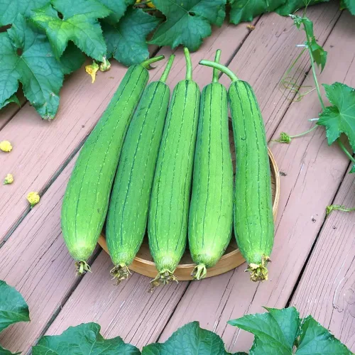 Miniatura 7 de Más de 30 Semillas de Luffa y Calabaza Lisas de Luffa de Ángulo Largo, Semillas de Frutas Vegetales Comestibles Tropicales Jardín Asiático Luffa