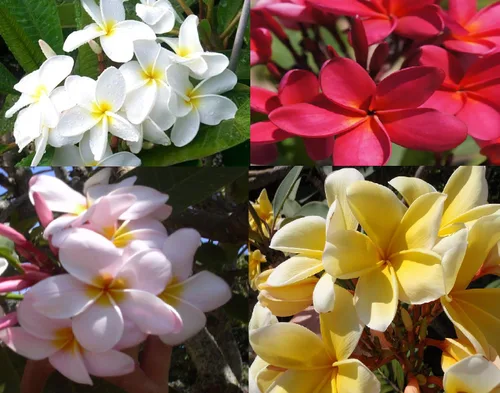4 esquejes de plantas de Plumeria hawaiana, colores mezclados, rosa, amarillo, blanco, rojo, aprox. 10 pulgadas de largo cada Kanoa Hawaii