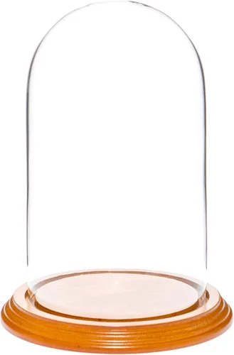 Plymor Cúpula de cristal de 4.5" x 8" (base de chapa de roble)