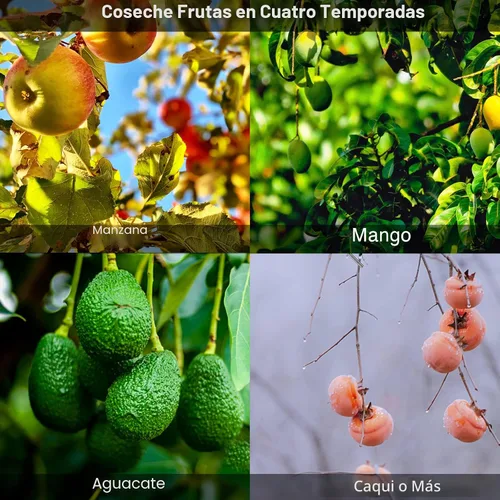 Miniatura 3 de DonSail Herramienta de caña para recoger frutas con cesta de mango largo, 35-65 pulgadas ajustable de manzana naranja con cesta para recogedor