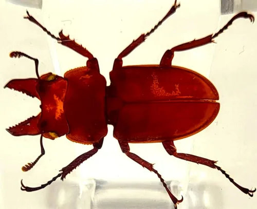 Miniatura 44 de 44mm Hormiga gigante tropical real en resina de lucita transparente cristalina, espécimen preservado Pseudoneoponera Rufipes, taxidermia
