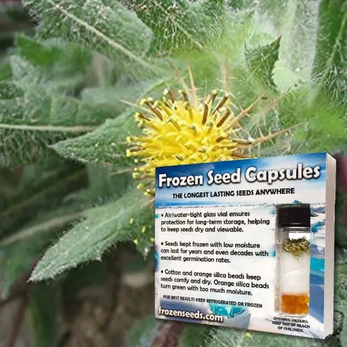 Miniatura 4 de Blessed Holy Thistle Seeds (Cnicus benedictus) Más de 10 semillas de hierbas medicinales raras en cápsulas de semillas congeladas para el jardinero