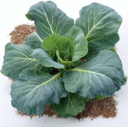 Miniatura 33 de 50 Hale's Best Cantaloupe Seeds for Planting - Sweet Aromatic Heirloom, Non-GMO, USA Grown by RDR Seeds