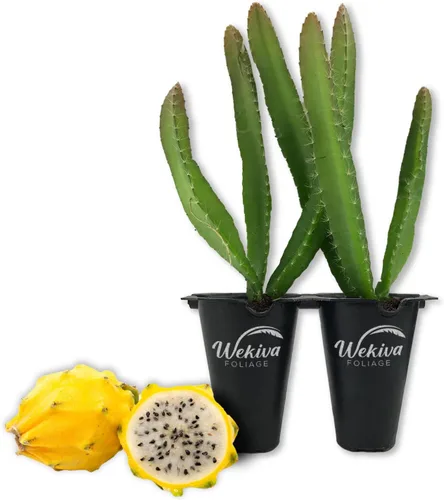 Miniatura 9 de Árbol frutal de dragón amarillo – 4 plantas de arranque vivo – Selenicereus Megalanthus – Planta de frutas tropicales comestibles de Florida
