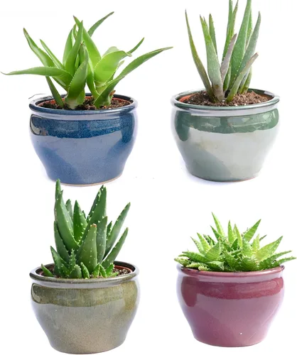 Miniatura 3 de Suculentas vivas en macetas - Plantas suculentas vivas en macetas (colección Echeveria)