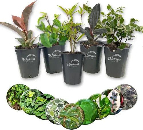 Ficus Tree - Paquete de 5 plantas de inicio en macetas de 2 pulgadas, variedad de variedades, impresionante planta interior de fácil cuidado
