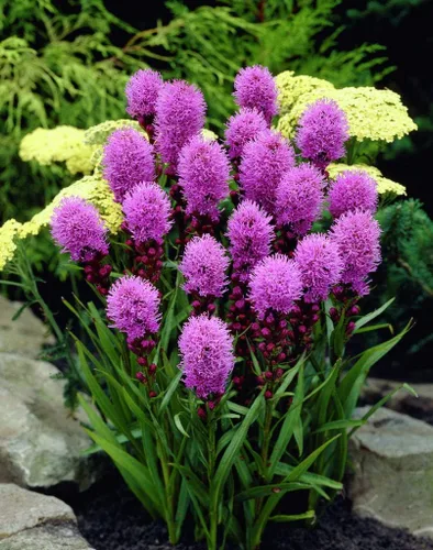 Miniatura 3 de Semillas Pink Blazing Star/Liatris/Flores perennes